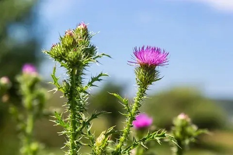تصویر 3 از عرق خار مریم برای صورت با تقطیر اصولی و کیفیت مطلوب